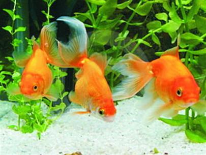 Nuôi cá phong thủy làm cảnh