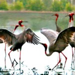 Ý nghĩa con Hạc trong phong thủy