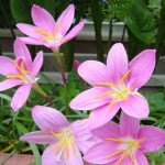 Loài hoa nào đem lại may mắn