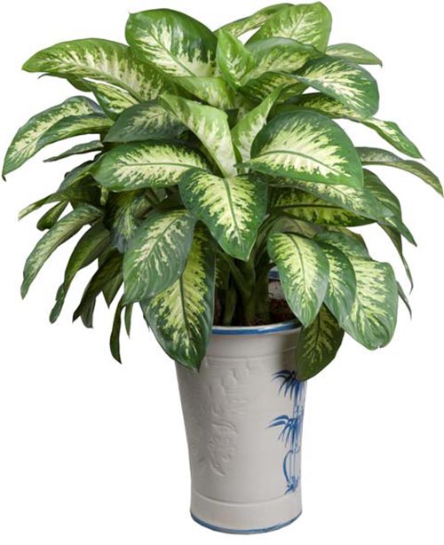 pt-cay-van-nien-thanh