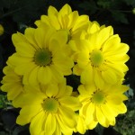 Những loại cây cảnh giúp gia chủ phát tài