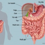 Mơ thấy đường ruột có điềm báo gì?