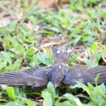 Mơ thấy chim bị gãy cánh báo hiệu điều gì?