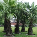 Mơ thấy cây cọ: Tượng trưng thành công