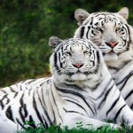 Người tuổi Dần với các năm