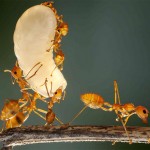 Giải mã giấc mơ thấy mình quan sát đàn kiến