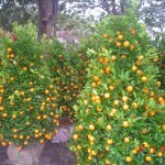 Ý nghĩa của các loài cây