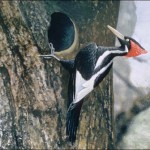 Mơ thấy chim gõ kiến mang ý nghĩa gì?