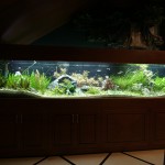 Tại sao cá vàng lại được gọi là cá phong thuỷ?