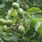 Mơ thấy cây hồ đào có ý nghĩa gì?