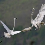 Giấc mơ thấy Hạc có ý nghĩa gì?