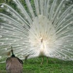 Giải mã ý nghĩa giấc mơ thấy chim công