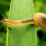 Giải mã giấc mơ thấy ốc sên