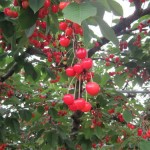 Mơ thấy quả anh đào có điềm báo gì?