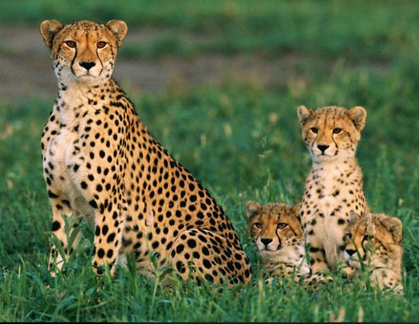 Mơ thấy báo là điềm gì