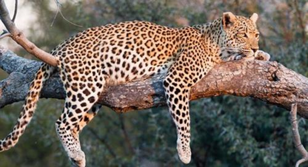 Mơ thấy báo đốm