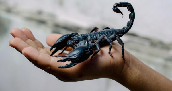 Mơ thấy bò cặp cắn