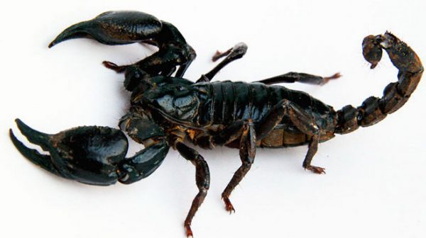 Mơ thấy bò cạp chết