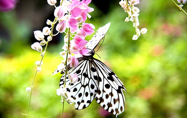 Mơ thấy bướm gãy cánh