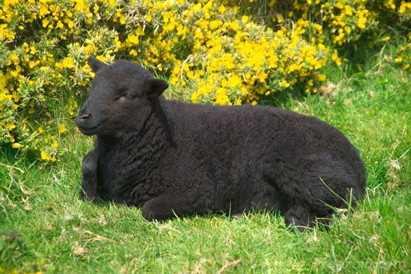 Mơ thấy cừu đen