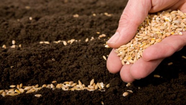 Mơ thấy gieo hạt giống