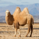 Giải mã ý nghĩa giấc mơ thấy lạc đà