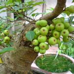 Giải mã nằm mơ thấy thấy cây nhiều quả sung