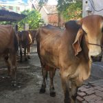 Giải mã ý nghĩa giấc mơ thấy bò