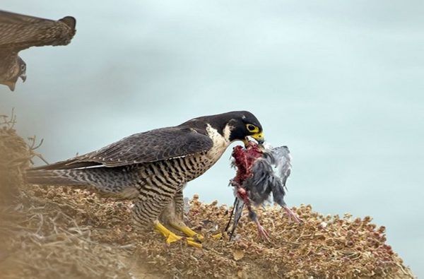 Mơ thấy chim ưng săn mồi