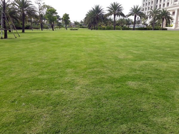 Giải mã ý nghĩa giấc mơ thấy cỏ, bãi cỏ