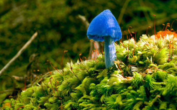 Mơ thấy nấm có ý nghĩa gì?