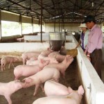 Những ngày tốt để khởi sự việc chăn nuôi (như mua giống thả chuồng; mua cá thả ao v.v…)