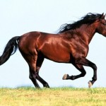 Mơ thấy ngựa có điềm báo gì?