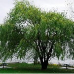 Nằm mơ thấy cây liễu có ý nghĩa gì?