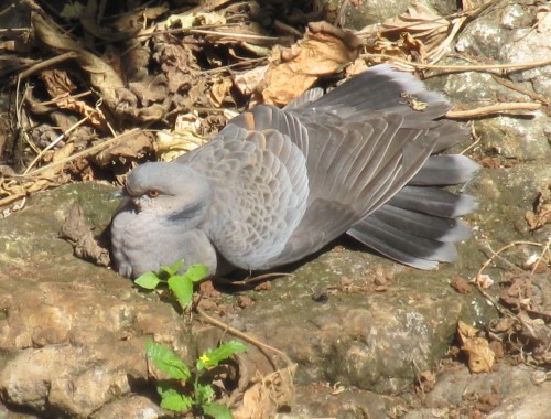  Giải mã giấc mơ thấy chim gãy cánh