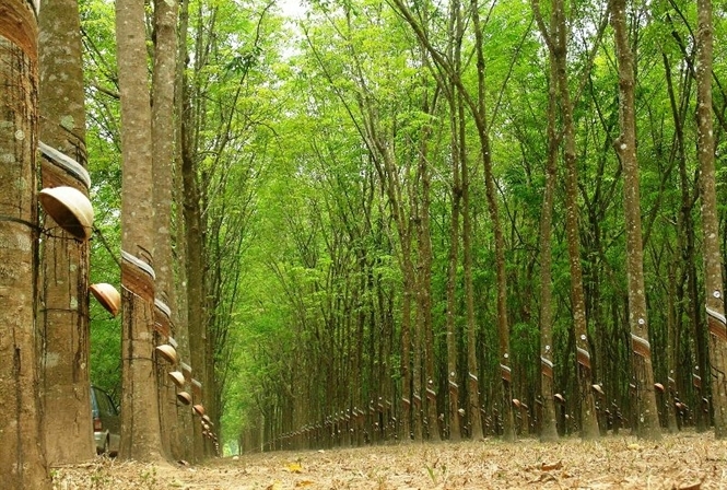 Mơ thấy cây cao su