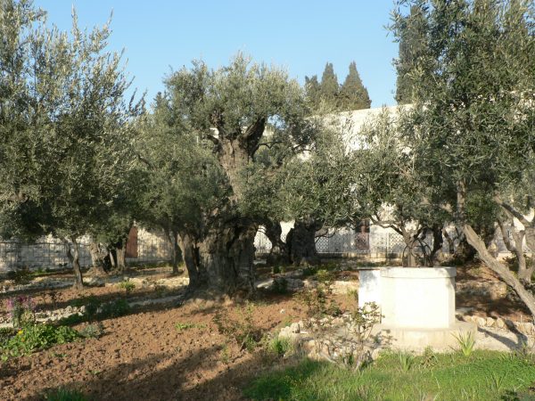 Mơ thấy cây ô liu có ý nghĩa gì?