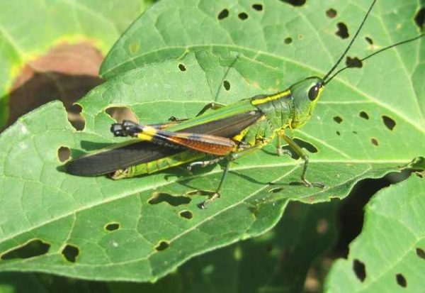 Mơ thấy châu chấu là điềm gì