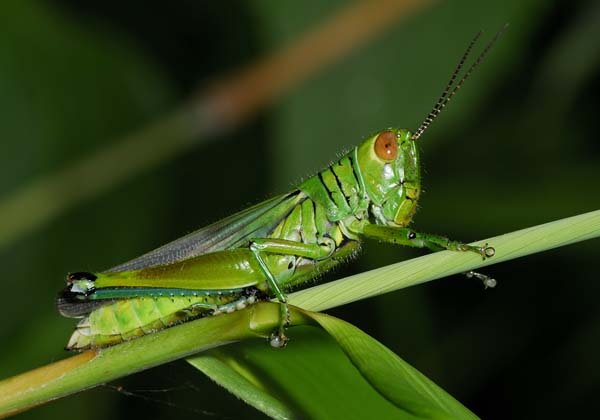 Mơ thấy châu chấu ở đâu bay đến