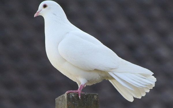 Chim bồ câu trắng bay vào nhà báo điềm gì?