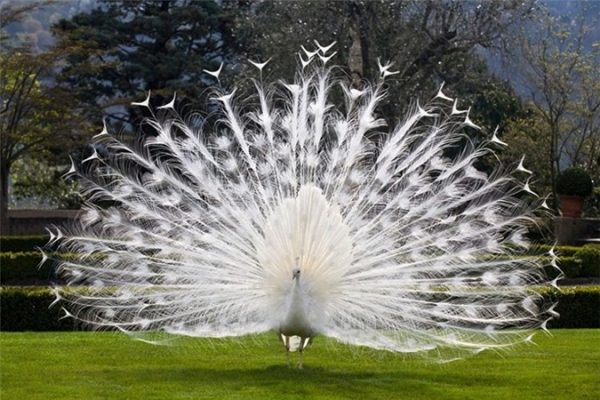 Mơ thấy chim công xòe cánh