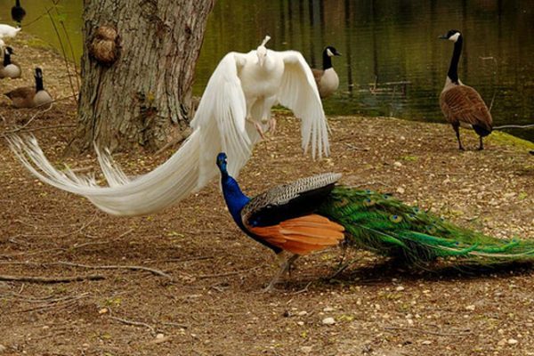 Mơ thấy hai chim công đánh nhau