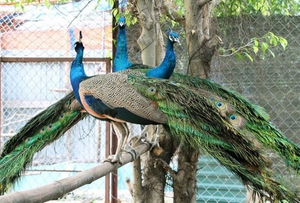 Mơ thấy chim công trên cây