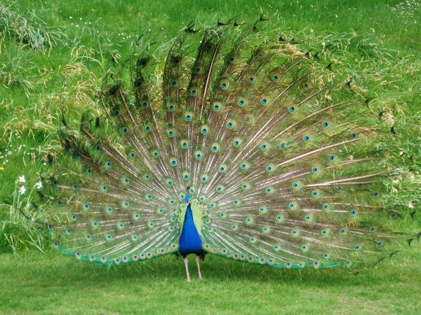 Mơ thấy chim công là điềm báo gì