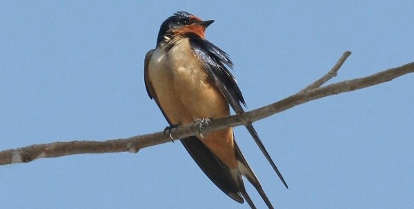 Mơ thấy chim én là điềm gì