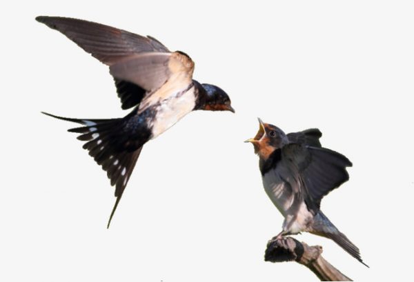 Mơ thấy chim én đang cắn nhau