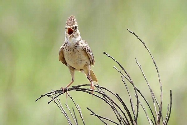 Mơ thấy sơn ca đậu trước nhà