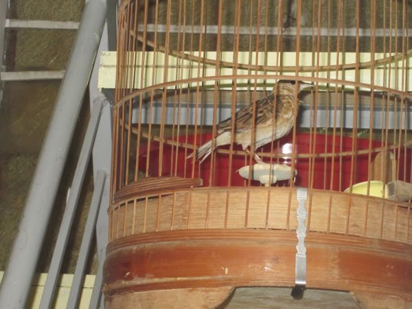 Mơ thấy sơn ca bị nhốt vào lồng