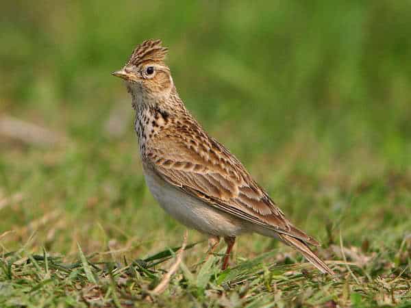 Mơ thấy chim sơm ca là điềm gì