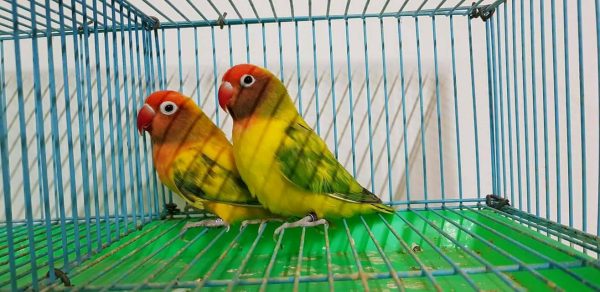 Mơ thấy vẹt bị nhốt trong lồng